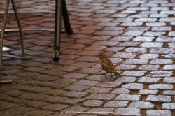 fotografie-35