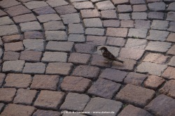 fotografie-3