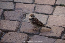 fotografie-163