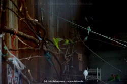 fotografie-127