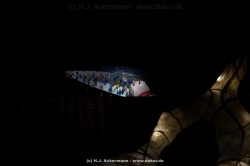 fotografie-34