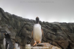 fotografie-6