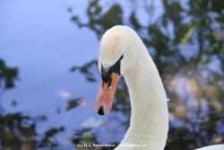 fotografie-29