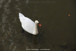 fotografie-15