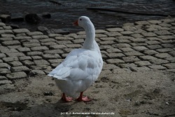 fotografie-31