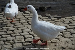 fotografie-116