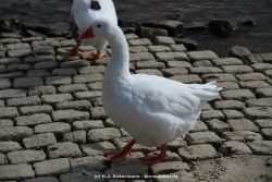 fotografie-44
