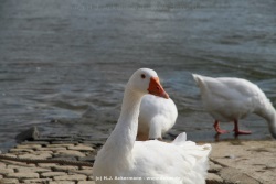 fotografie-10