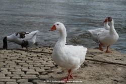 fotografie-6