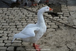 fotografie-181