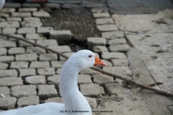 fotografie-118