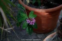 fotografie-28