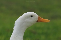 fotografie-8