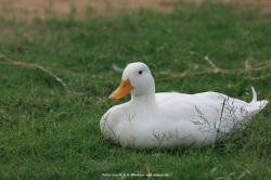 fotografie-11