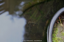 fotografie-14