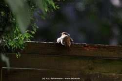 fotografie-19