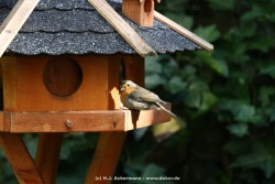 fotografie-26