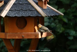 fotografie-27