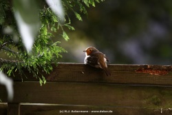 fotografie-38