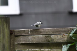 fotografie-4