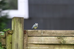 fotografie-73