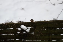 fotografie-3