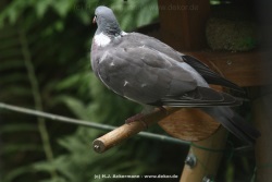 fotografie-4