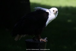 fotografie-3