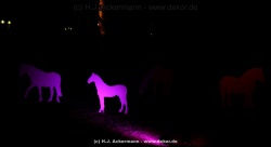 fotografie-36